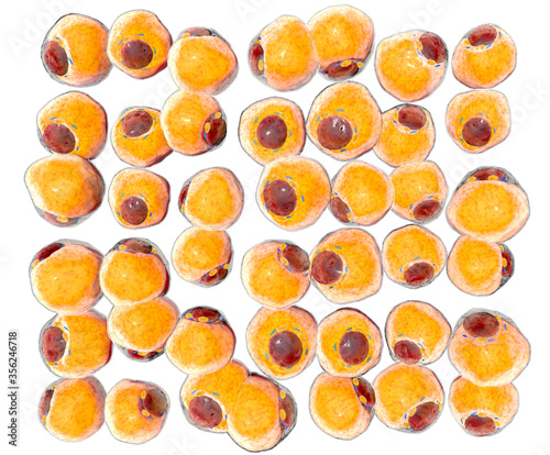 Bilde på lerret Fat Cells from adipose tissue