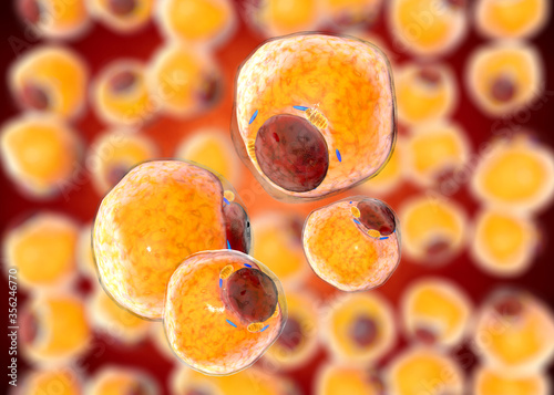 Cuadro en lienzo Fat Cells from adipose tissue. adipocytes. inside human organism