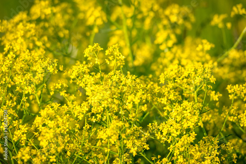 Closeup of a yellow rapeseed field, use for making oil © stefanholm