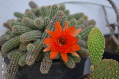 flor de cactus