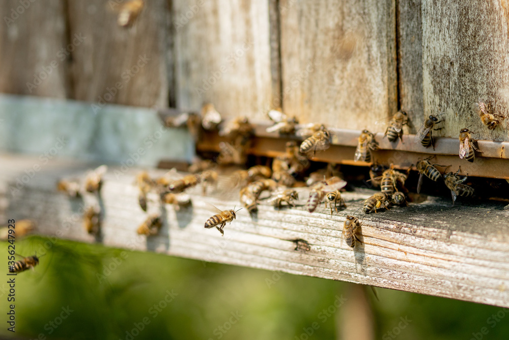A lot of bees returning to bee hive and entering beehive with collected floral nectar and flower pollen. Swarm of bees collecting nectar from flowers. Healthy organic farm honey. A lot of bees returning to bee hive and entering beehive with collected floral nectar and flower pollen. Swarm of bees collecting nectar from flowers. Healthy organic farm honey.