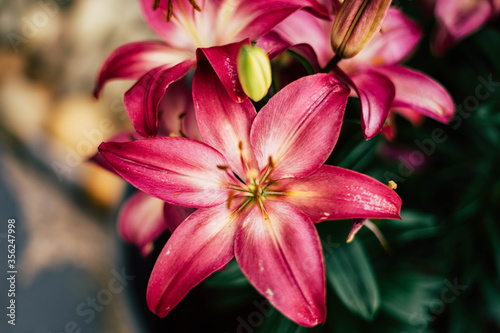 Pink lily