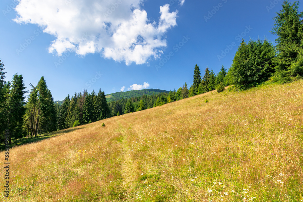 meadows on the hill of mountain in summer. idyllic landscape on a sunny day. beech and spruce trees around the wide glade