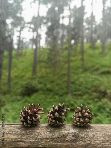 Little pine cones