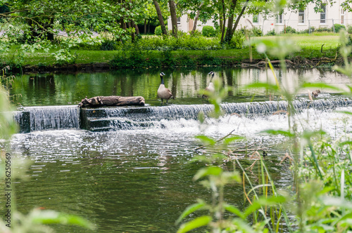 Morden, London, England, United Kingdom - 9 June 2015:.View of the River Wandle and weir, Morden, London. photo