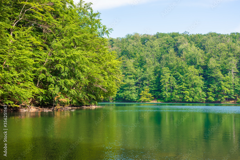 lake among beech forest of vihorlat mountains. calm nature landscape in summer. sky and trees reflecting in the water. sunny afternoon weather with fluffy clouds