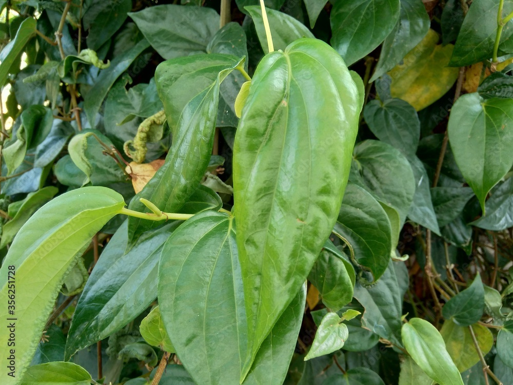 Close up betel (Piper betle) with natural background. Betel leaf is mostly consumed in Asia, as betel quid or in paan, with areca nut and tobacco Close up betel (Piper betle) with natural background. Betel leaf is mostly consumed in Asia, as betel quid or in paan, with areca nut and tobacco