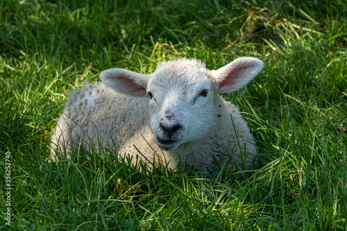 Four week old lamb low angle view portrait in green grass field