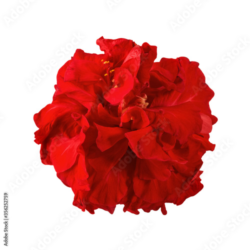 Hibiscus rosa-sinensis red isolated on white background close-up