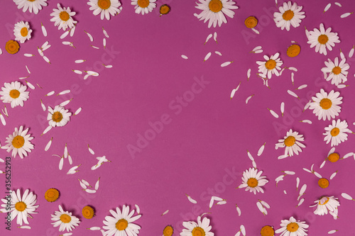 flower background with chamomile flowers on a pink background with copy space