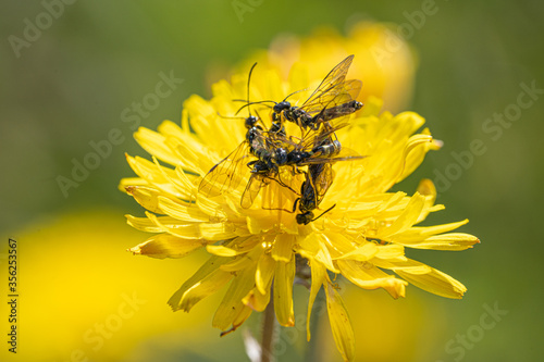 Black Soldier Fly Flies insect Hermetia Illucens mating on yellow dandelions © Pluto119