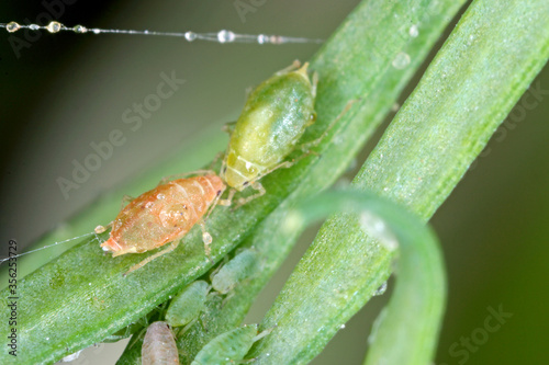 Collony of Willow carrot aphid (Cavariella aegopodii ) on dill. photo