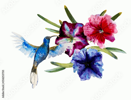 Abstract watercolor painting of small flying blue humming bird violet Sabrewing with flowers isolated on white background photo