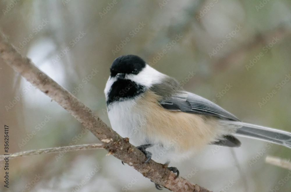 Naklejka premium Black-capped Chickadee perched on a tree branch
