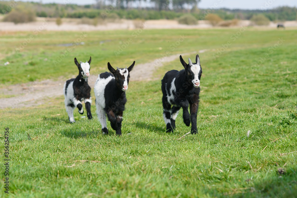 Three goat kids grazing on meadow, wide angle close photo with backlight sun. Three goat kids grazing on meadow, wide angle close photo with backlight sun.
