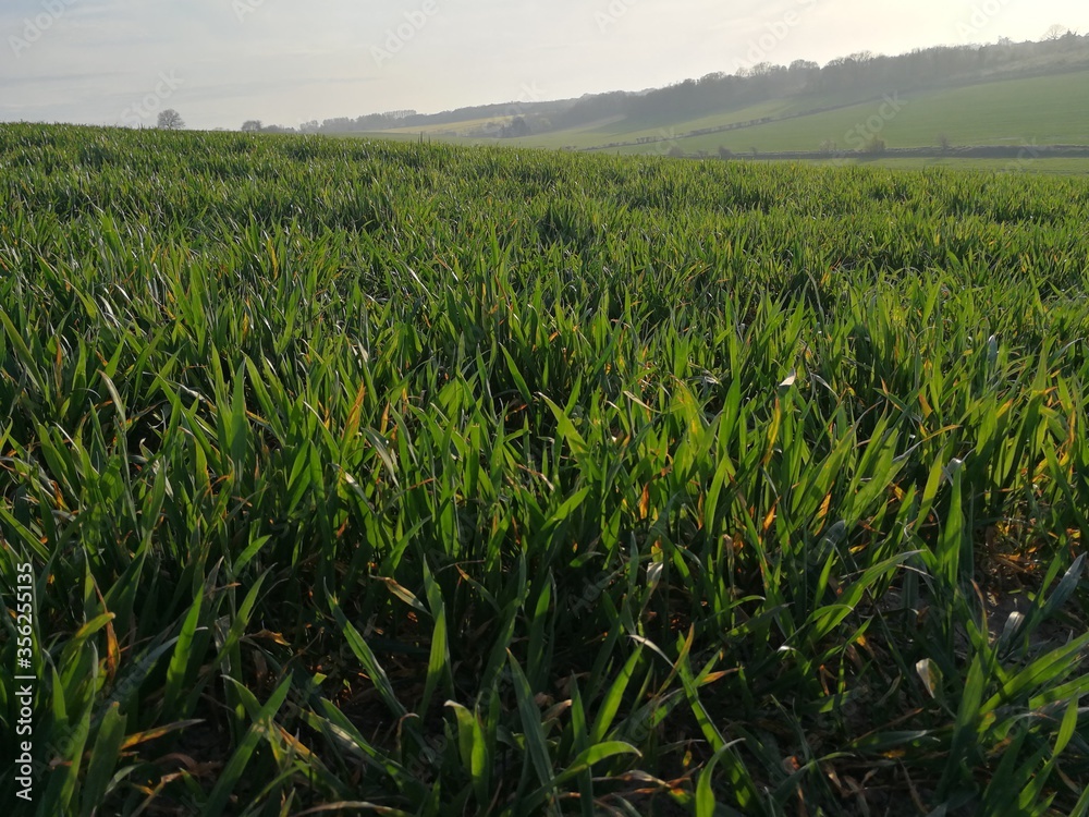 field of corn field of corn