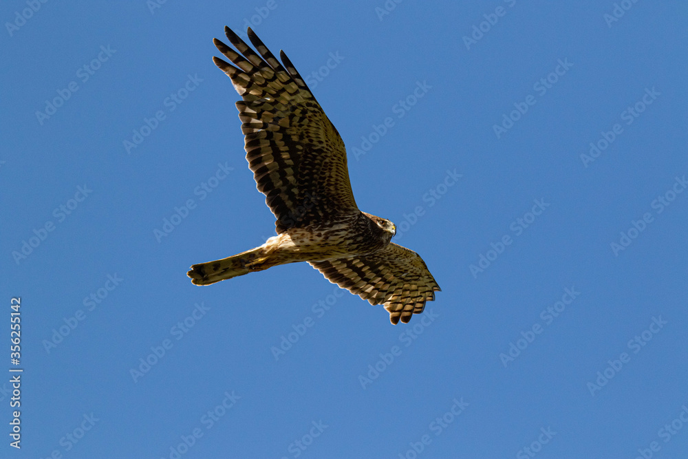 Fototapeta premium Lord of the sky, Falcon