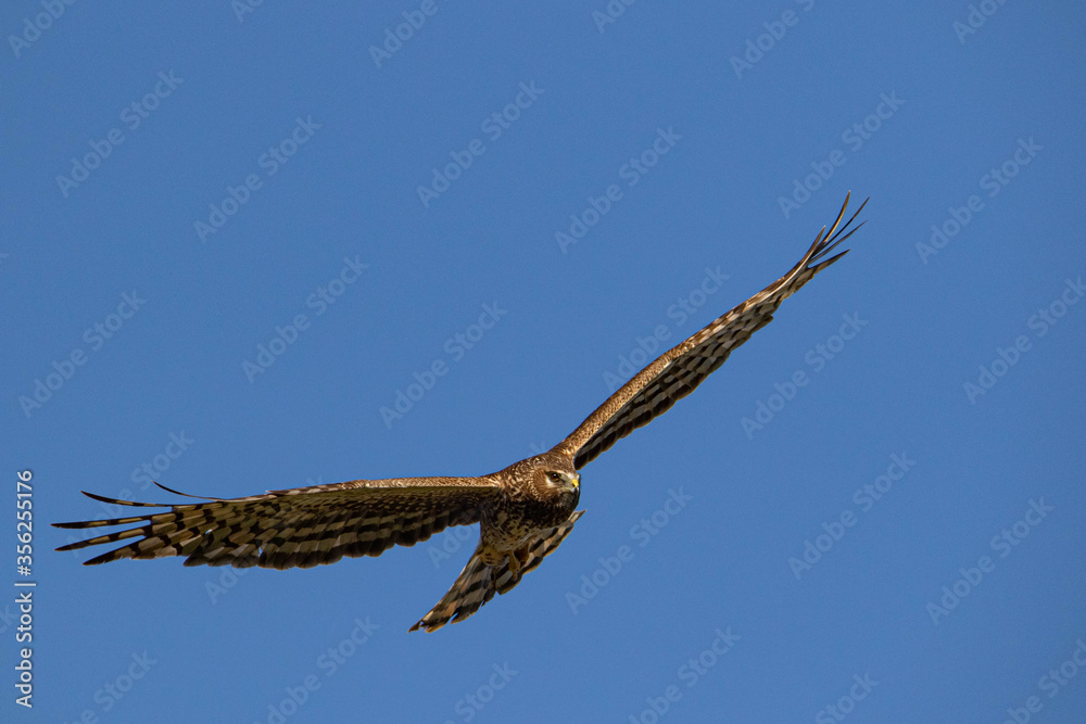 Fototapeta premium Lord of the sky, Falcon