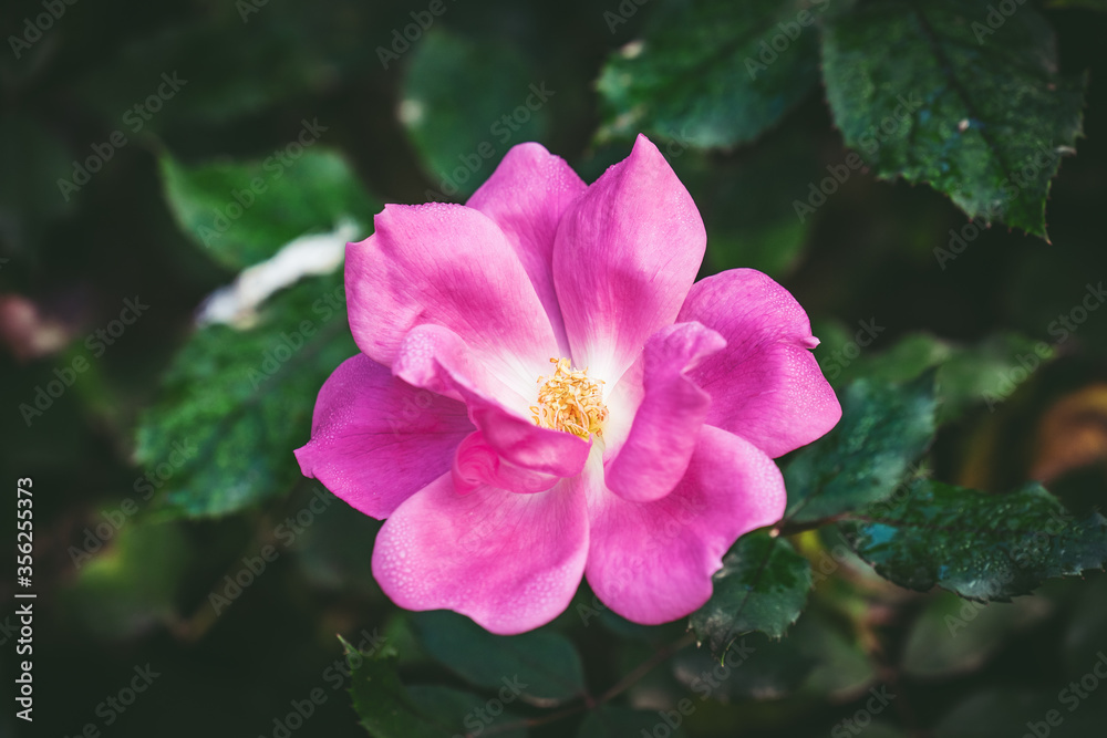 Little pink rose with dew drops Little pink rose with dew drops