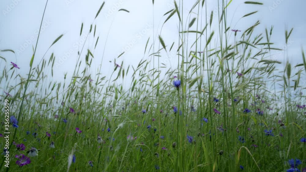 Wildflowers growing on cereal field Wildflowers growing on cereal field
