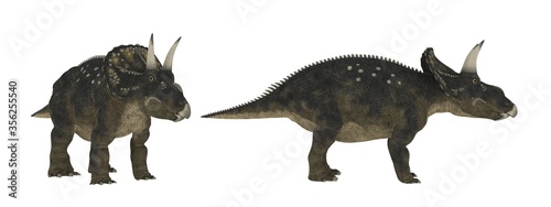 Diceratops. Dinosaur isolate on white
