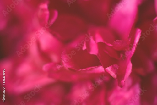 Macro disfocused photo of beautiful red peony.