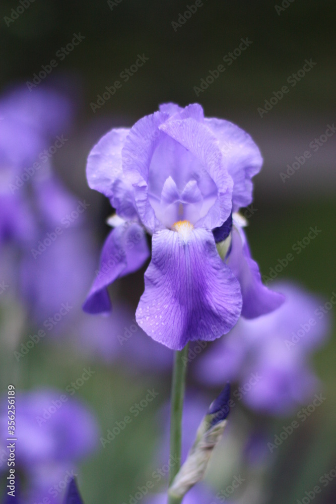 Historic purple iris