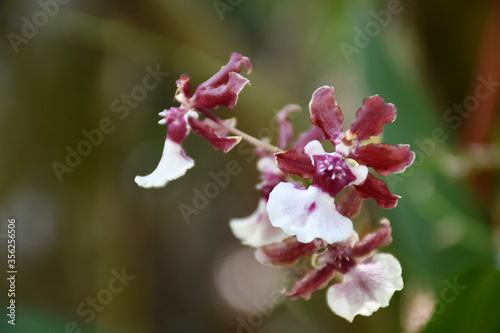 close up of pink kandian dancer orchid