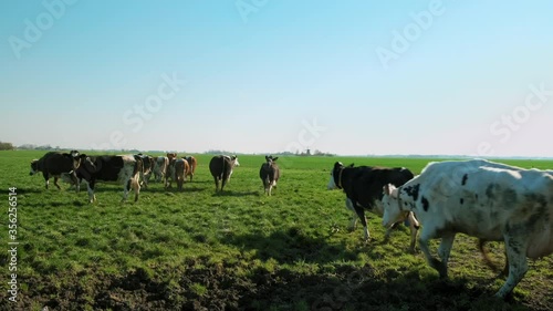 WS TD Cows in pasture / Wyns, Friesland, Netherlands photo