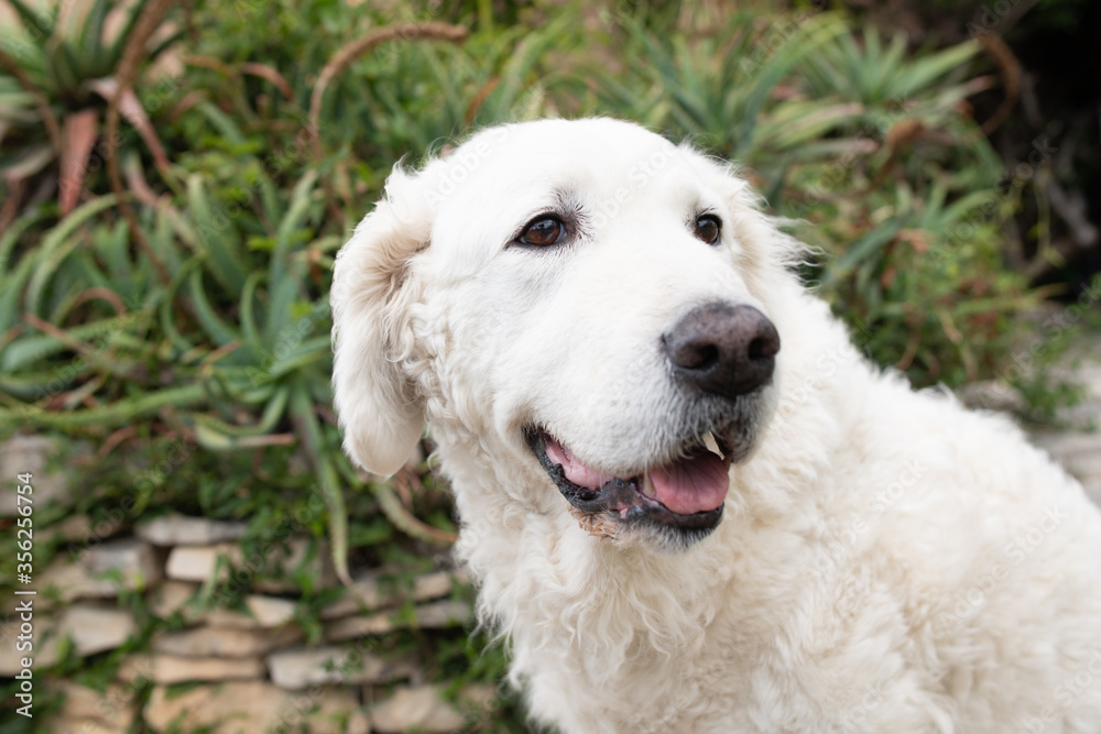 Portrait of a white Kuvasz dog smiling, in the garden