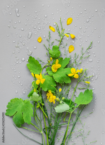 Fresh green bouquet of meadow flowering herbs on a gray background with drops of water, dew, abstract vertical wallpaper