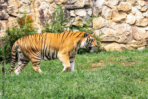 Un tigre merodea por el zoo