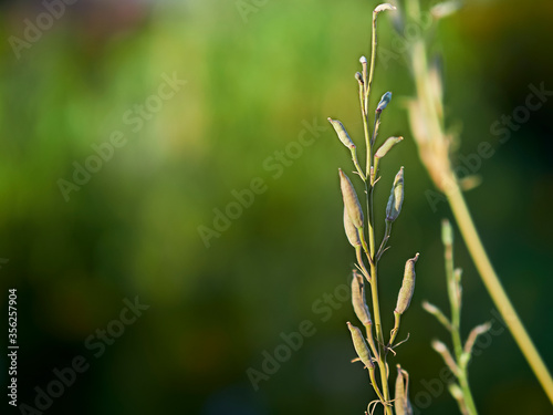 close up of green grass