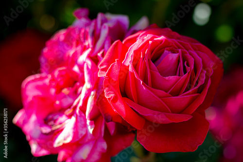 Summertime at the sea and the mountains 