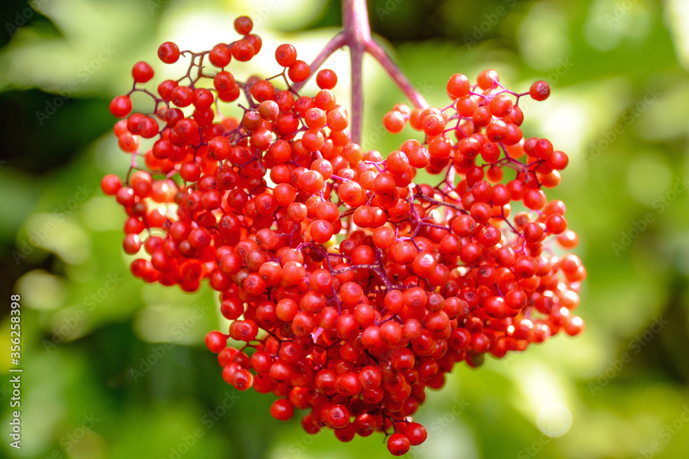 北アルプス 上高地で出会った ハートの形に実った真っ赤なナナカマドの実 Heartshaped Red Berries Hanging On A Japanese Rowan Tree At Kamikochi In The Northern Alps Stock Photo Adobe Stock