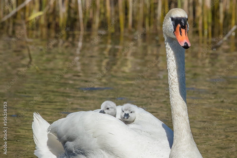 Obraz premium schwäne
