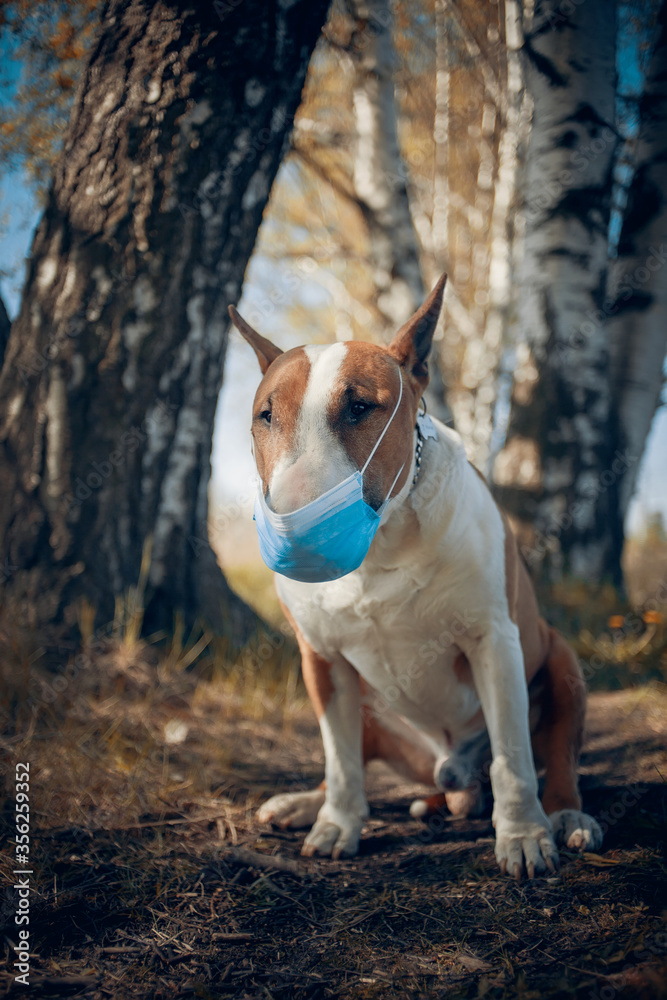 Red dog breed bulterrier in medical mask Red dog breed bulterrier in medical mask