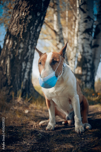 Red dog breed bulterrier in medical mask