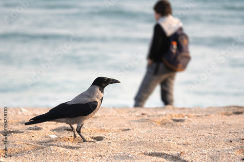 Crow walking along the sea beach with a woman standing near the water on the blurred background