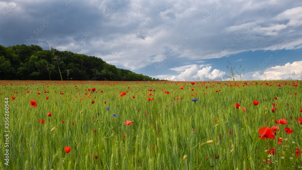 Naklejka premium Mohn