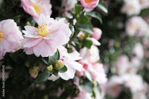 Beautiful pink and white Camellia flowers surrounded by green leaves