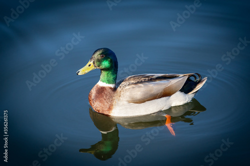 Mallard Duck swimming in Mondego River, Coimbra, Portugal