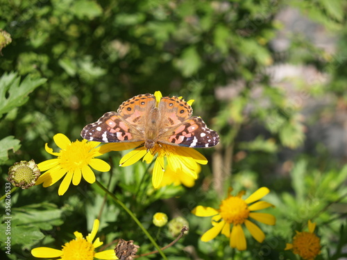 Vanessa braziliensis spreading her wings to the maximum extent in the sun photo