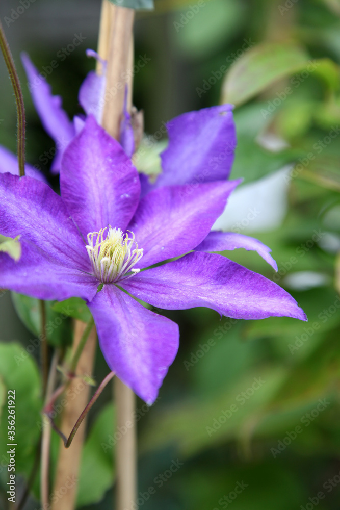 closeup of montana clematis surrounded by leaves closeup of montana clematis surrounded by leaves