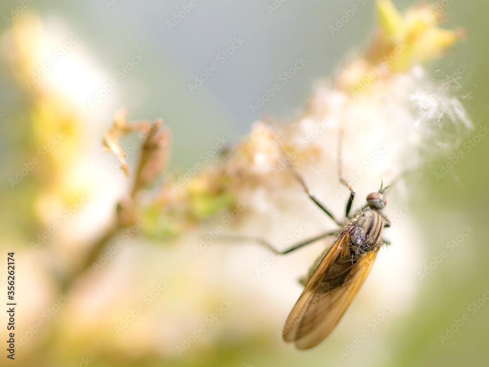 A Dance Fly (Empis Tessellata)