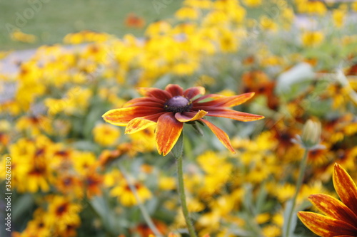 yellow and red flowers in the field