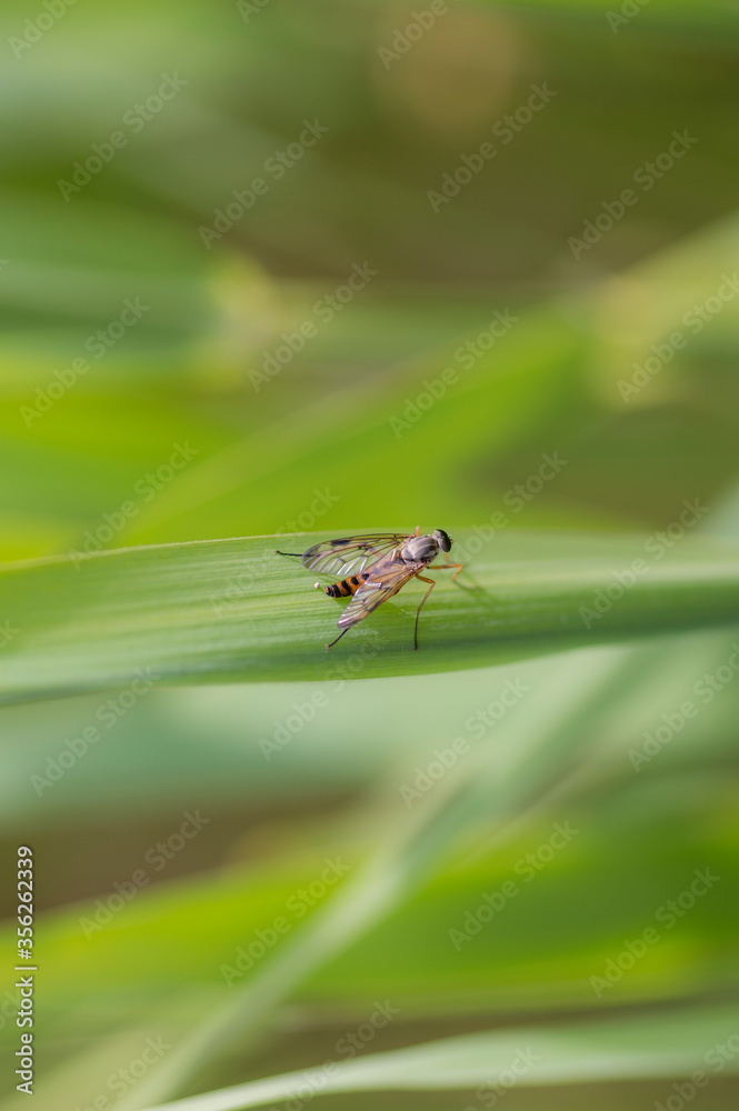 A Snipe Fly (Rhagio Lineola) A Snipe Fly (Rhagio Lineola)