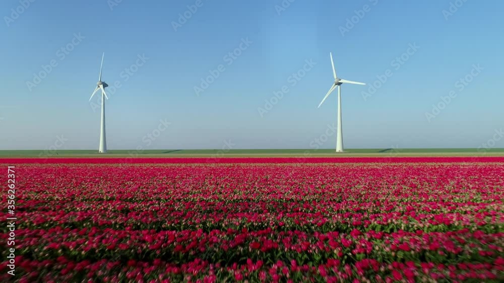 WS POV AERIAL Blooming tulip fields and wind turbines in polders / Urk, Flevoland, Netherlands WS POV AERIAL Blooming tulip fields and wind turbines in polders / Urk, Flevoland, Netherlands