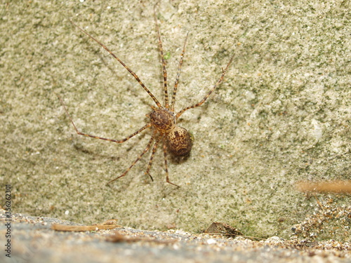 Scytodes globula rests in the solitude of a wall