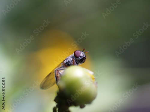Platycheirus fenestrata perches on a bud while a flower's yellow background surrounds its body. photo
